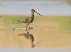 <p>BEKASINA OTAVNÍ (Gallinago gallinago) Českobudějovicko</p>